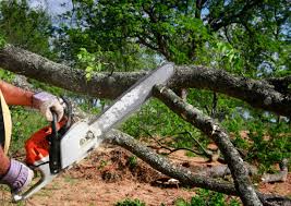 Best Fruit Tree Pruning  in Gladewater, TX